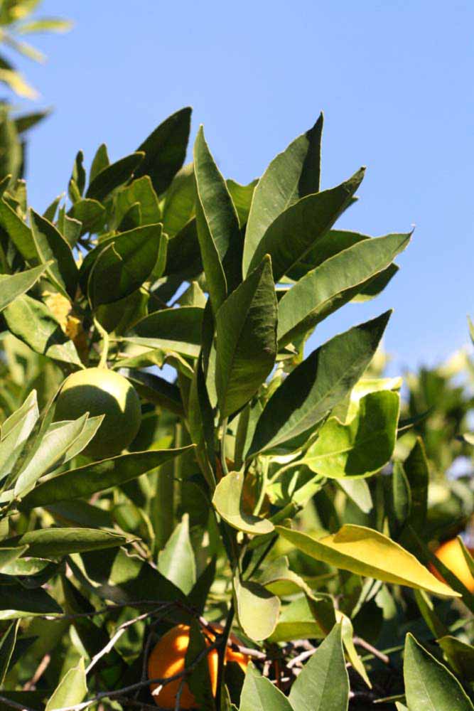            Sun leaves (Riverside, CA)   